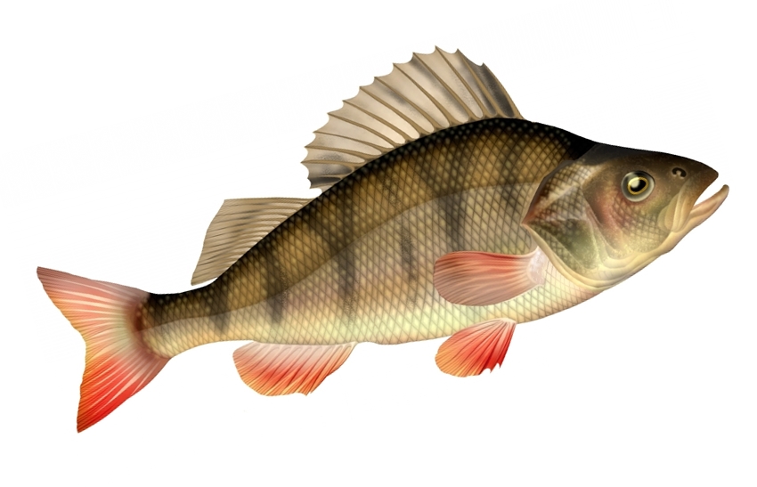 carnasport-fiches-techniques-sur-les-poissons-carnassiers